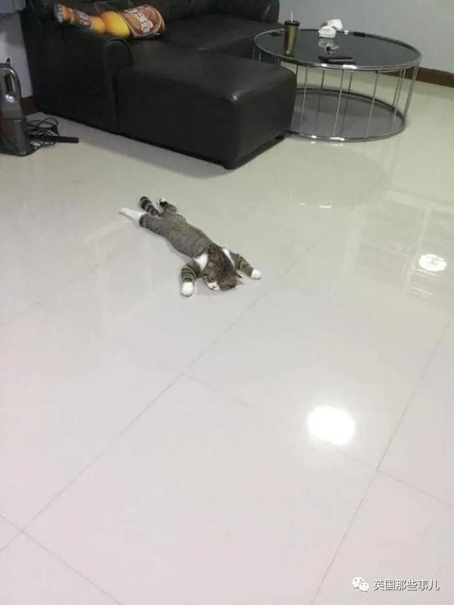 各种小动物图片，动物图画大全（国外网友的一波萌点各异的小动物照片）