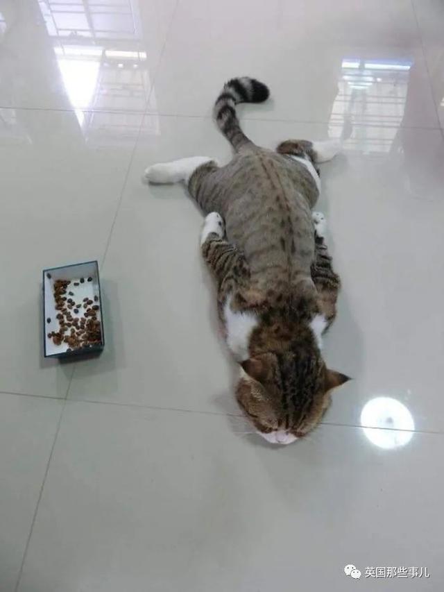 各种小动物图片，动物图画大全（国外网友的一波萌点各异的小动物照片）