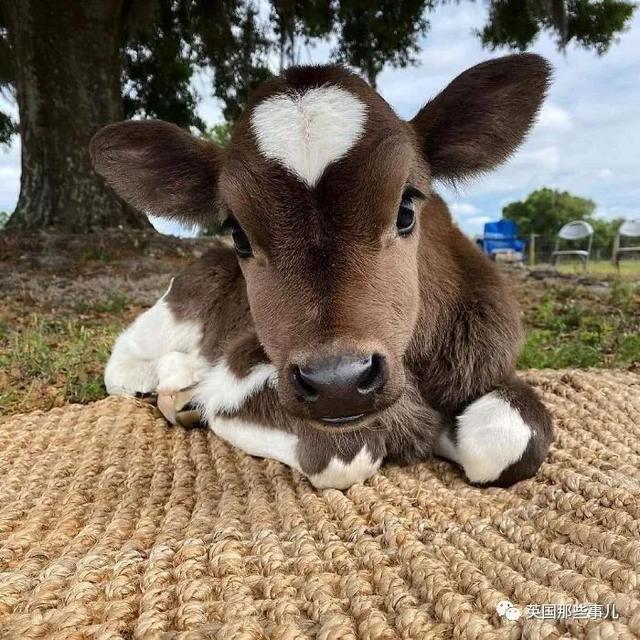 各种小动物图片，动物图画大全（国外网友的一波萌点各异的小动物照片）