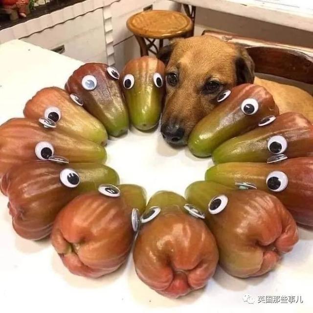 各种小动物图片，动物图画大全（国外网友的一波萌点各异的小动物照片）