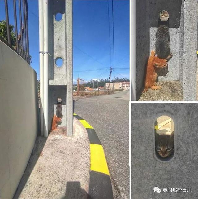 各种小动物图片，动物图画大全（国外网友的一波萌点各异的小动物照片）