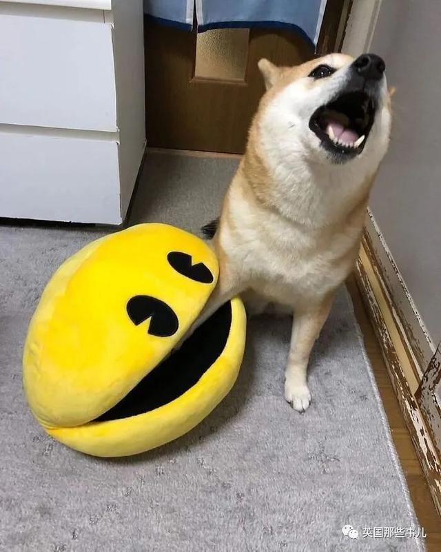 各种小动物图片，动物图画大全（国外网友的一波萌点各异的小动物照片）