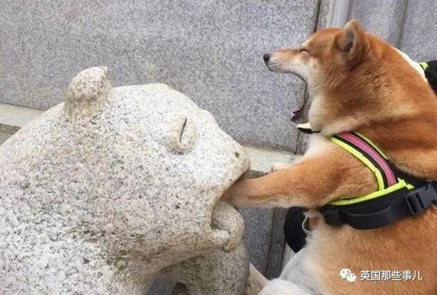 各种小动物图片，动物图画大全（国外网友的一波萌点各异的小动物照片）