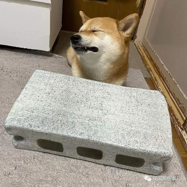 各种小动物图片，动物图画大全（国外网友的一波萌点各异的小动物照片）