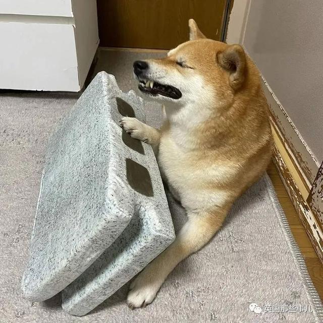 各种小动物图片，动物图画大全（国外网友的一波萌点各异的小动物照片）