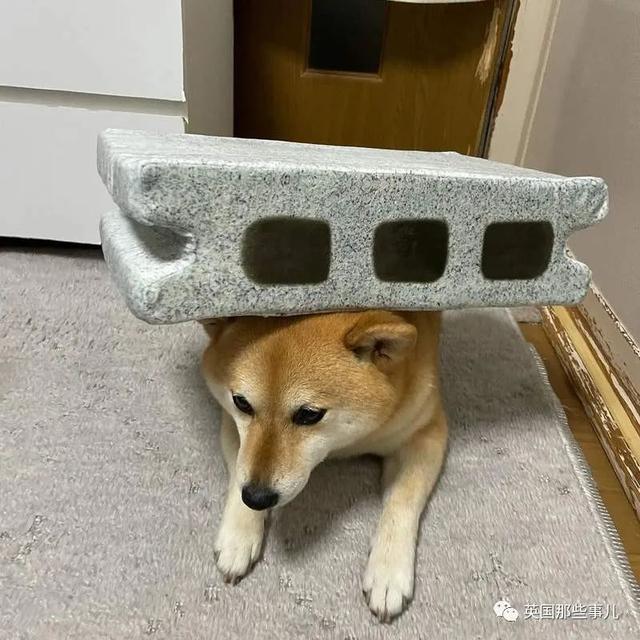 各种小动物图片，动物图画大全（国外网友的一波萌点各异的小动物照片）