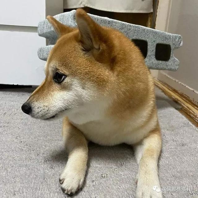 各种小动物图片，动物图画大全（国外网友的一波萌点各异的小动物照片）