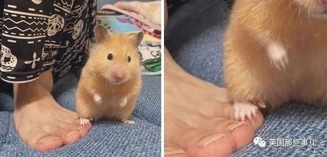 各种小动物图片，动物图画大全（国外网友的一波萌点各异的小动物照片）