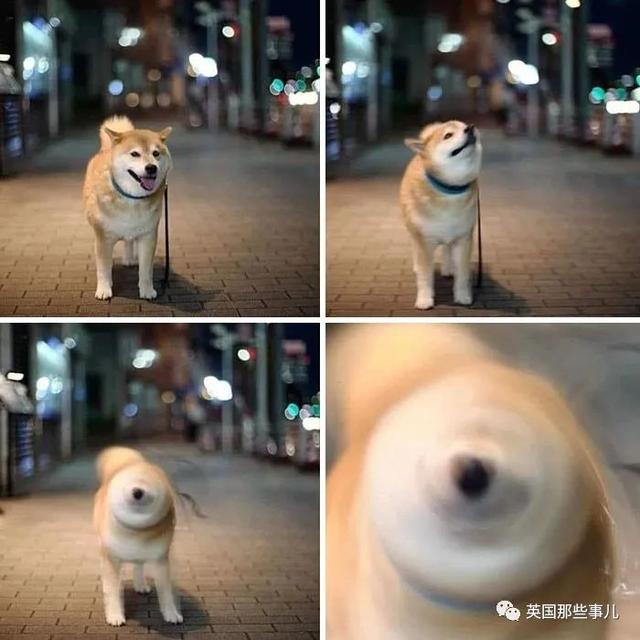 各种小动物图片，动物图画大全（国外网友的一波萌点各异的小动物照片）