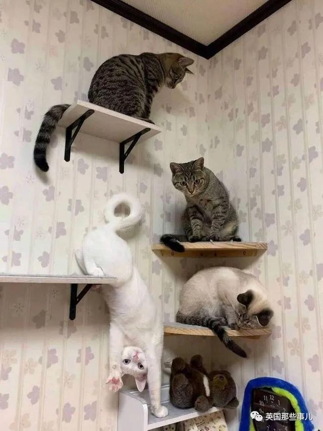 各种小动物图片，动物图画大全（国外网友的一波萌点各异的小动物照片）