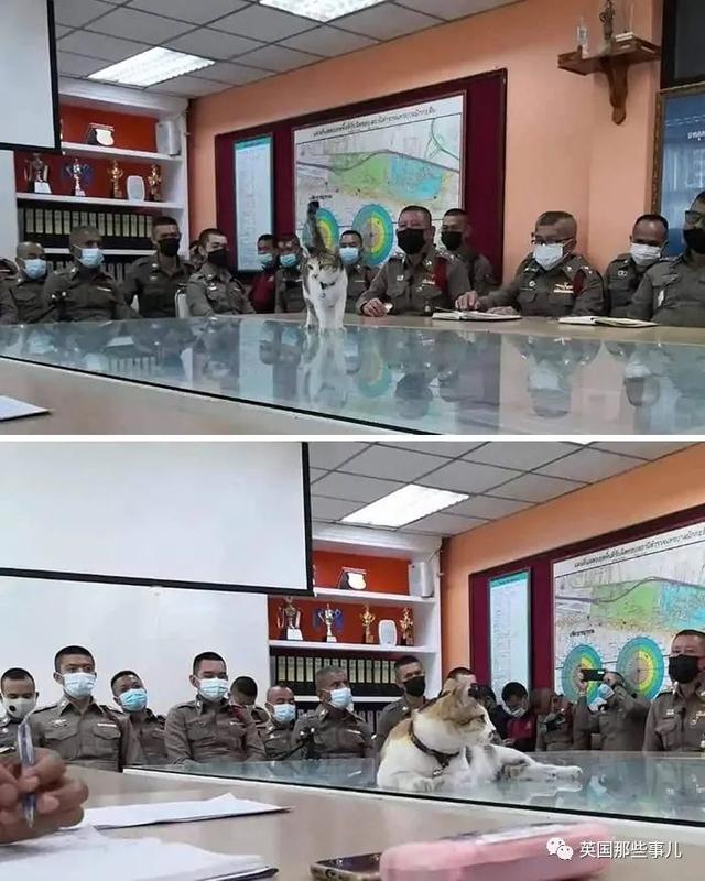 各种小动物图片，动物图画大全（国外网友的一波萌点各异的小动物照片）