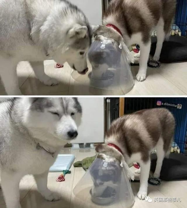 各种小动物图片，动物图画大全（国外网友的一波萌点各异的小动物照片）