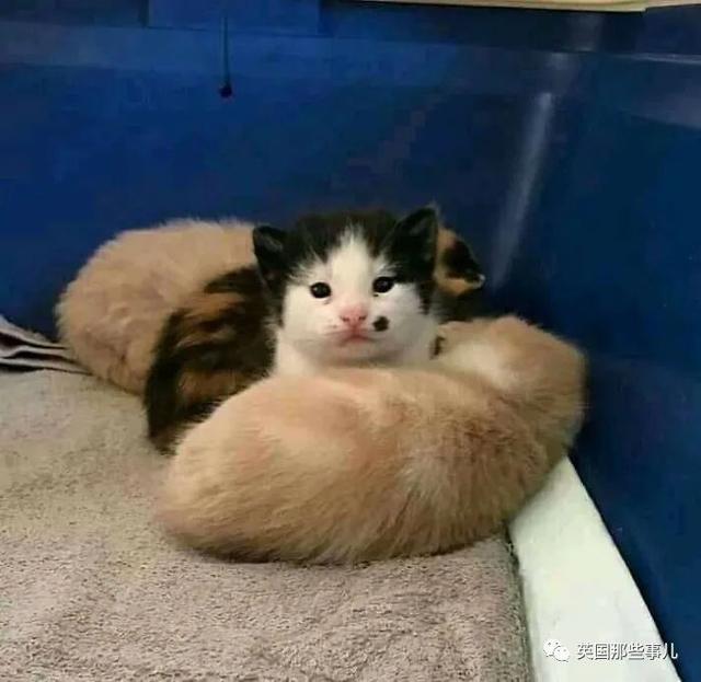 各种小动物图片，动物图画大全（国外网友的一波萌点各异的小动物照片）