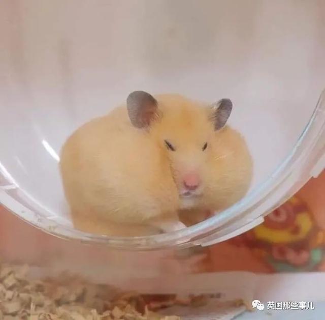 各种小动物图片，动物图画大全（国外网友的一波萌点各异的小动物照片）