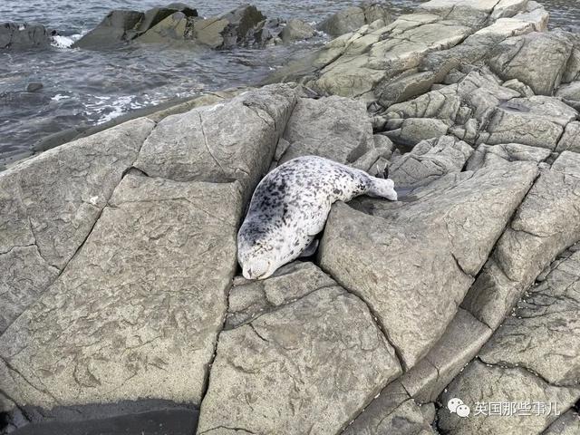 各种小动物图片，动物图画大全（国外网友的一波萌点各异的小动物照片）