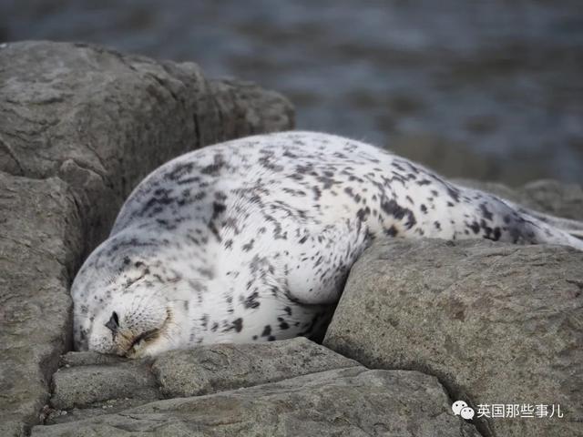 各种小动物图片，动物图画大全（国外网友的一波萌点各异的小动物照片）