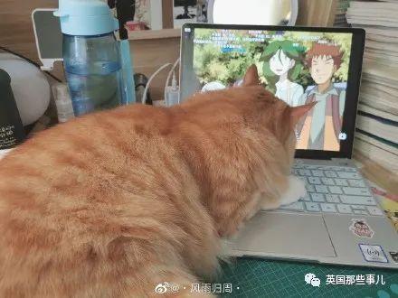 各种小动物图片，动物图画大全（国外网友的一波萌点各异的小动物照片）