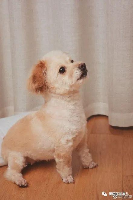 各种小动物图片，动物图画大全（国外网友的一波萌点各异的小动物照片）