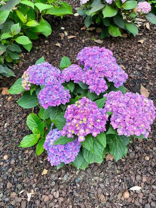 紫阳花的花语，绣球花为什么叫招鬼花（紫阳团簇，丝路花雨）