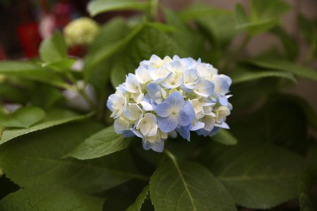 紫阳花的花语，绣球花为什么叫招鬼花（紫阳团簇，丝路花雨）