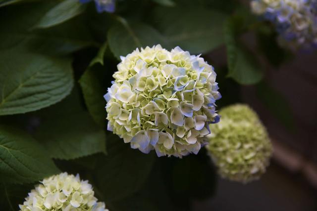 紫阳花的花语，绣球花为什么叫招鬼花（紫阳团簇，丝路花雨）
