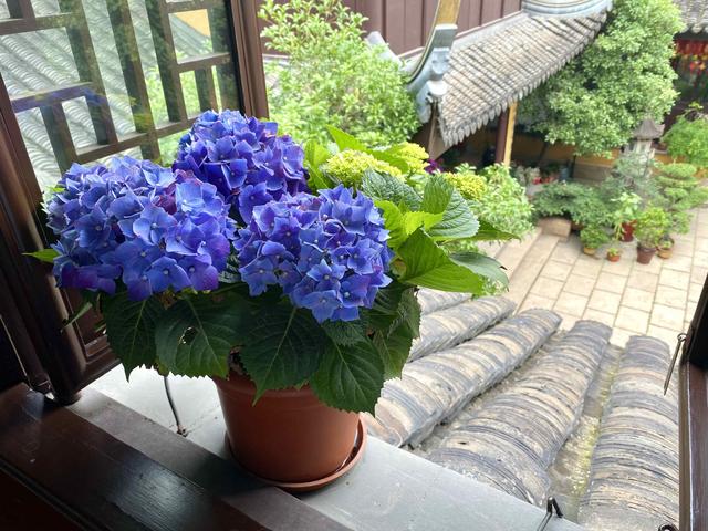 紫阳花的花语，绣球花为什么叫招鬼花（紫阳团簇，丝路花雨）