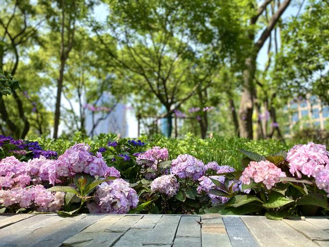 紫阳花的花语，绣球花为什么叫招鬼花（紫阳团簇，丝路花雨）