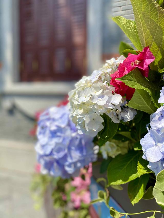 紫阳花的花语，绣球花为什么叫招鬼花（紫阳团簇，丝路花雨）
