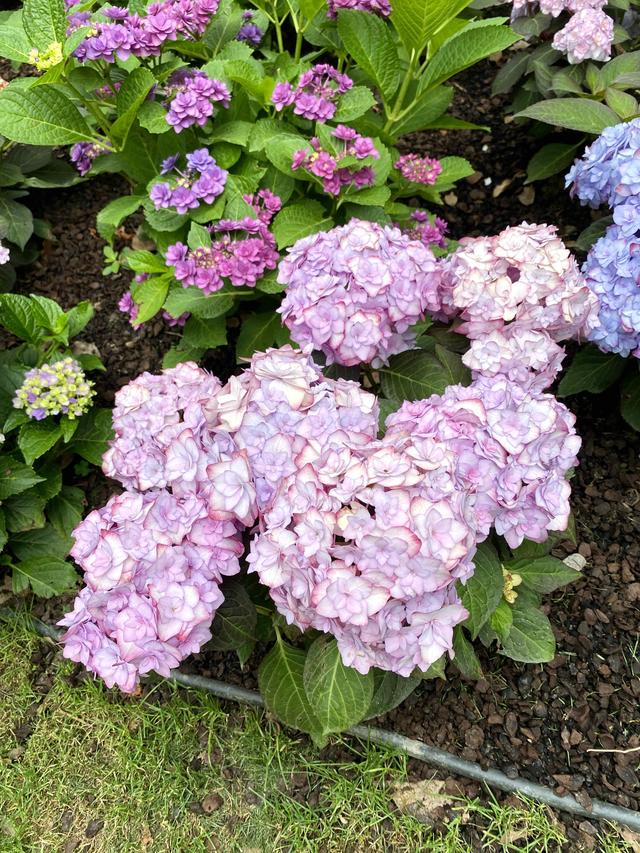 紫阳花的花语，绣球花为什么叫招鬼花（紫阳团簇，丝路花雨）