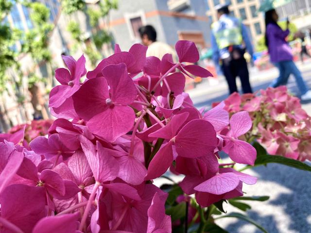 紫阳花的花语，绣球花为什么叫招鬼花（紫阳团簇，丝路花雨）