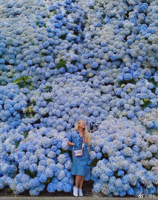 紫阳花的花语，绣球花为什么叫招鬼花（紫阳团簇，丝路花雨）