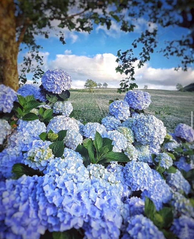 紫阳花的花语，绣球花为什么叫招鬼花（紫阳团簇，丝路花雨）