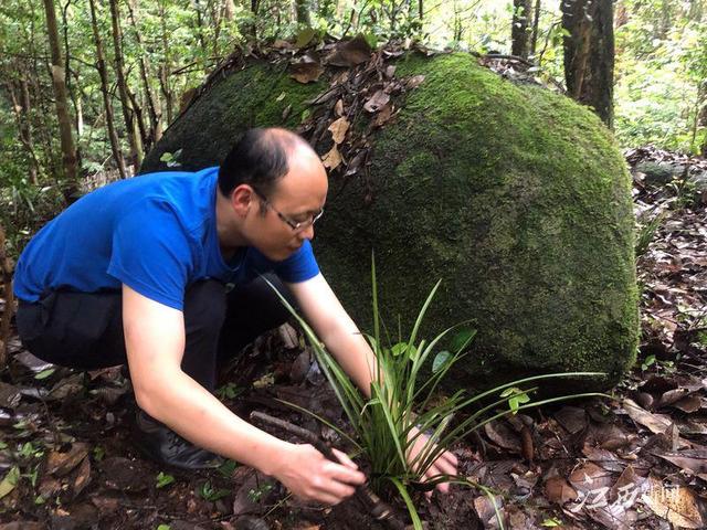 野兰花品种有哪些，野兰草花的种类（官山发现6个野生兰花新分布种）