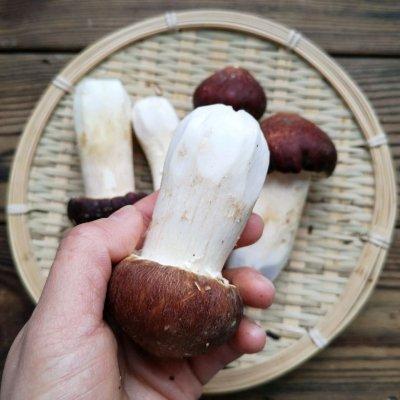 姬松茸有什么营养，姬松茸有什么营养价值（上桌被抢光#助力高考营养餐#）