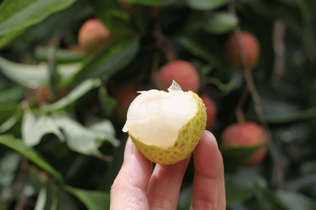 速冻手抓饼危害，手抓饼冻多久才过期（速冻食品到底有没有营养）