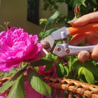 玫瑰花茶的制作方法，玫瑰花茶的制作方法手工（配着这盘玫瑰花蜜茶）