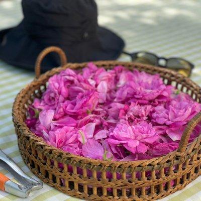 玫瑰花茶的制作方法，玫瑰花茶的制作方法手工（配着这盘玫瑰花蜜茶）