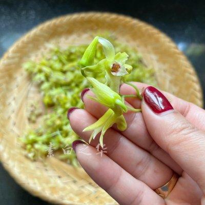 石斛花的正确吃法，石斛花怎么吃石斛花的食用方法（没有什么是凉拌石斛花）