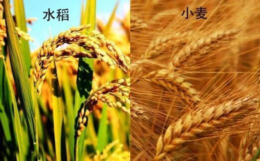 麦子是面粉还是大米，为什么稻米和小麦的吃法不一样
