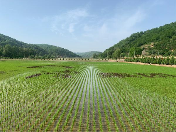 南泥湾开荒指的是什么，扛好新时代的老镢头 让革命精神代代相传