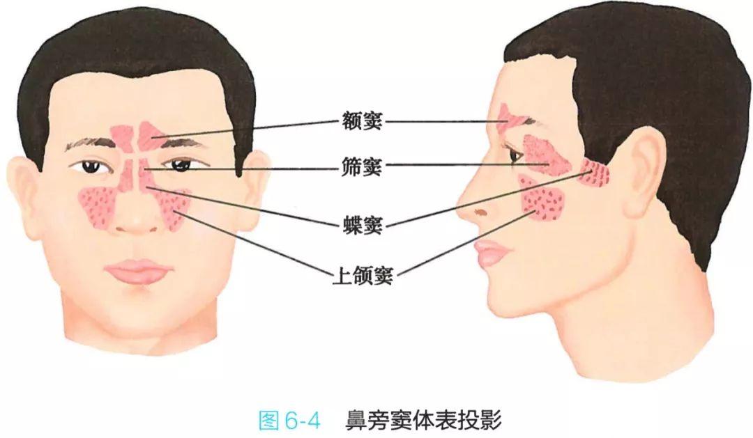 气管和肺的连接处叫什么，哪里是气管（-呼吸科医生得人手一份）