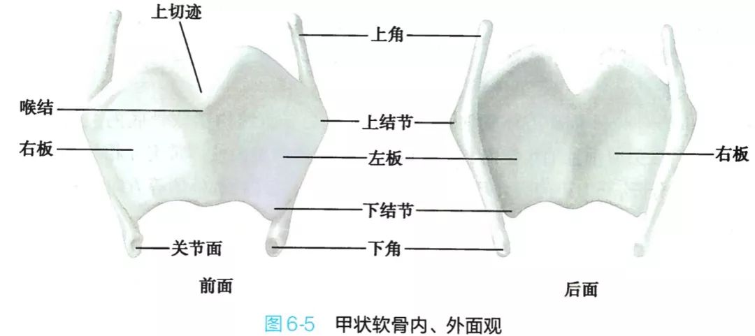 气管和肺的连接处叫什么，哪里是气管（-呼吸科医生得人手一份）