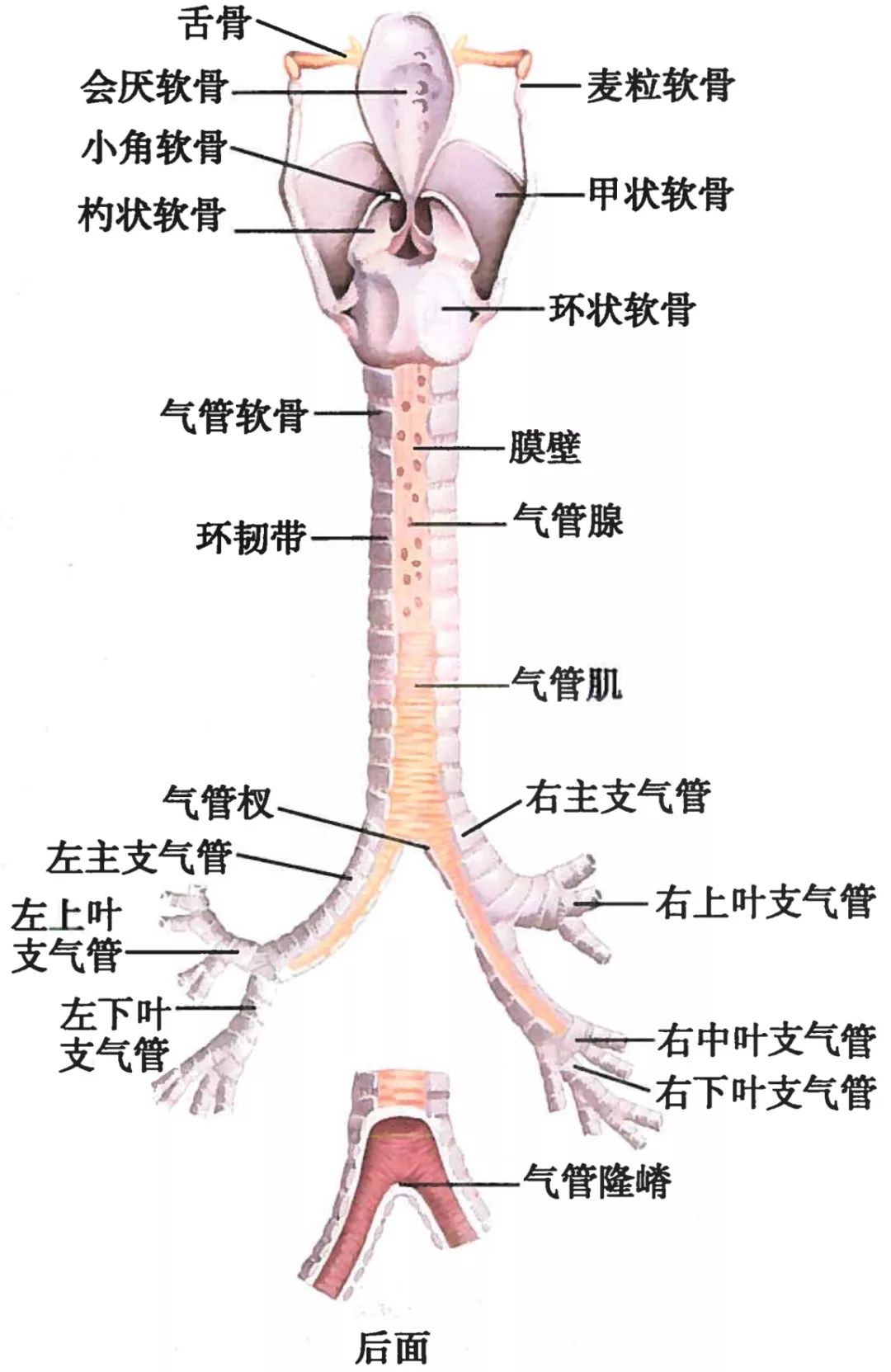 气管和肺的连接处叫什么，哪里是气管（-呼吸科医生得人手一份）