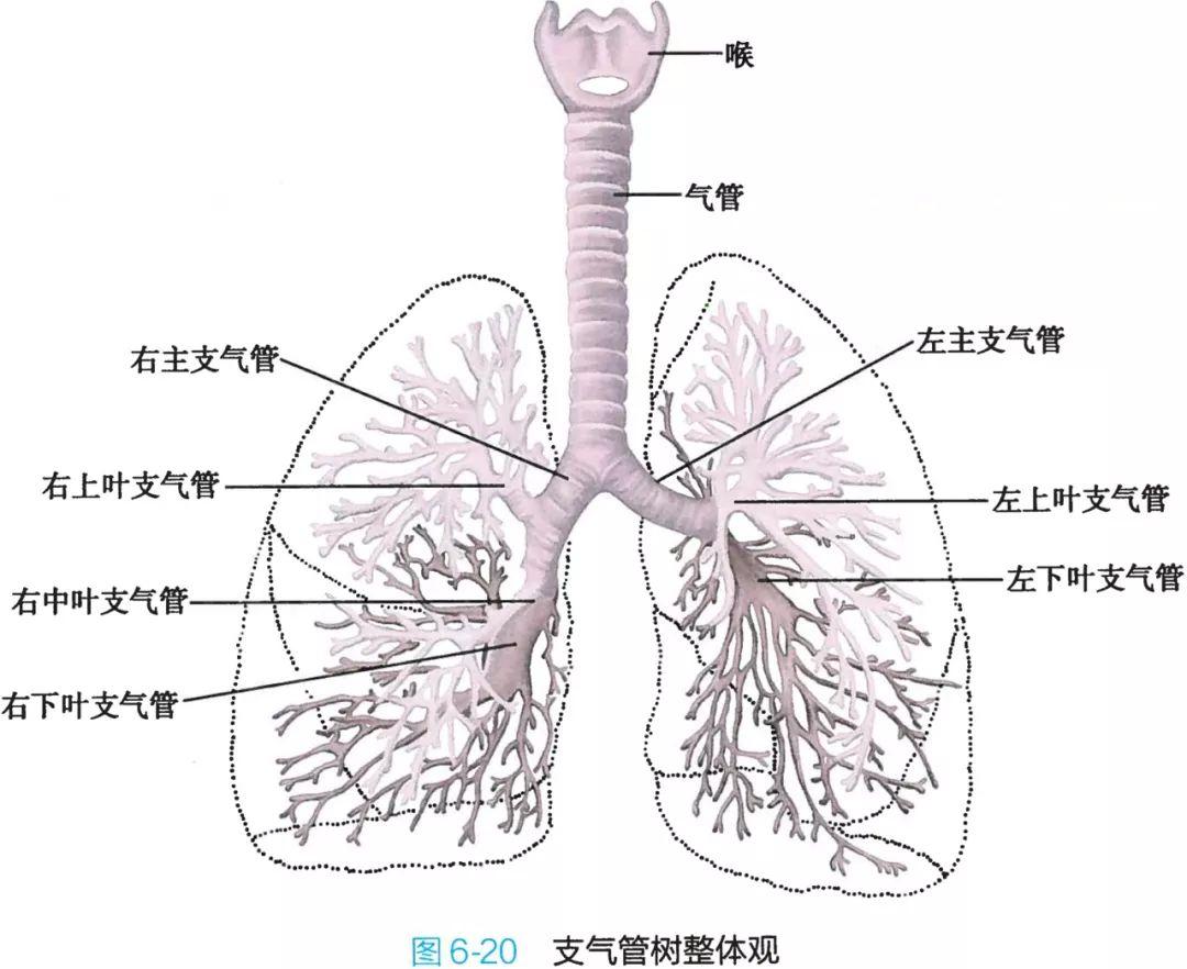 气管和肺的连接处叫什么，哪里是气管（-呼吸科医生得人手一份）