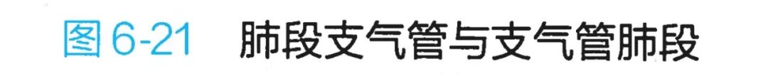 气管和肺的连接处叫什么，哪里是气管（-呼吸科医生得人手一份）