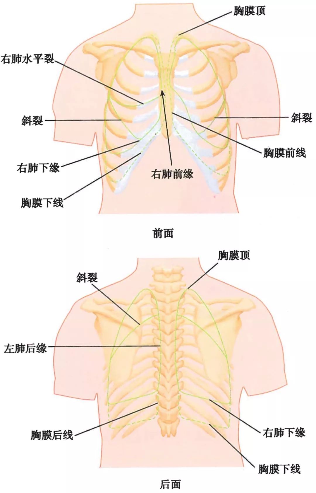 气管和肺的连接处叫什么，哪里是气管（-呼吸科医生得人手一份）