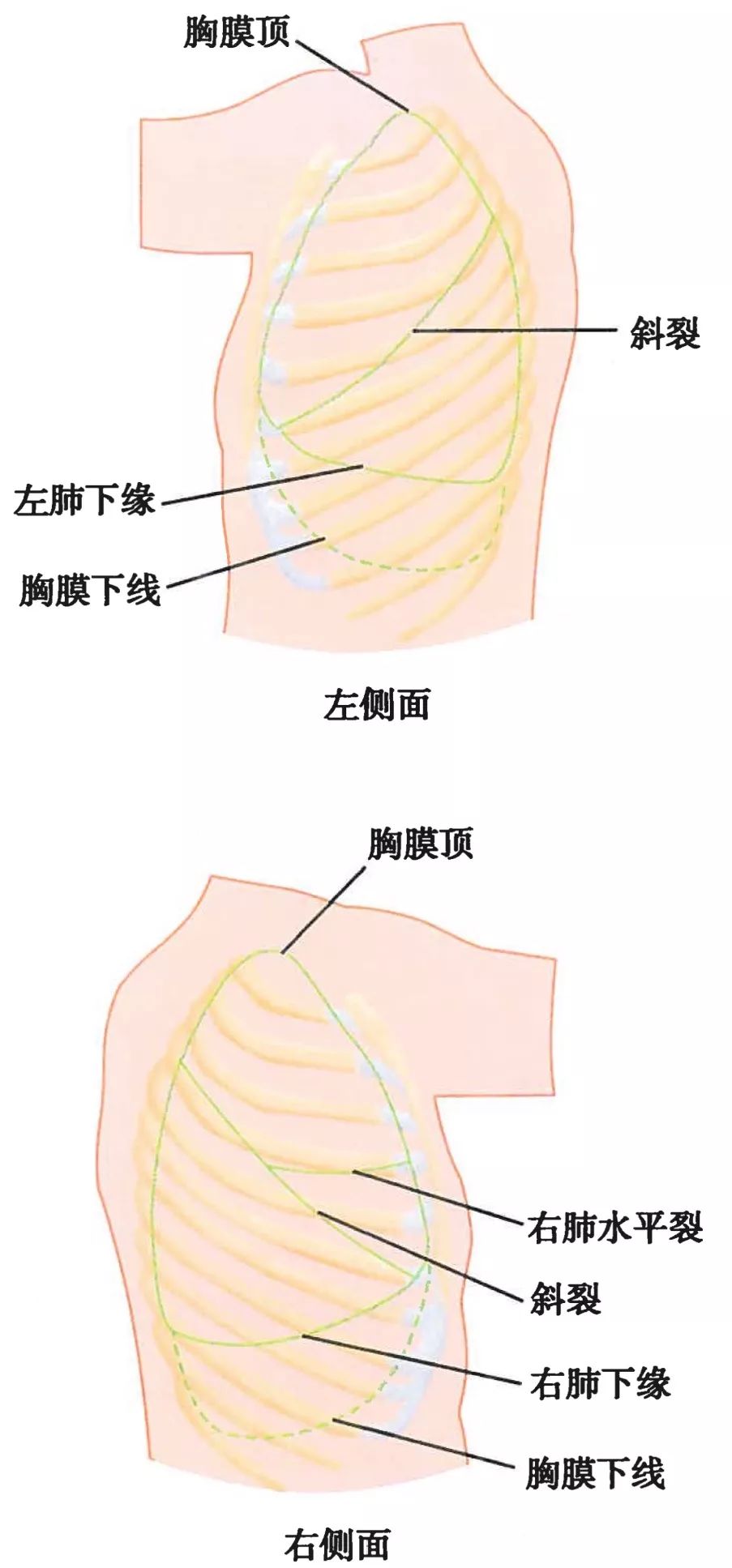 气管和肺的连接处叫什么，哪里是气管（-呼吸科医生得人手一份）