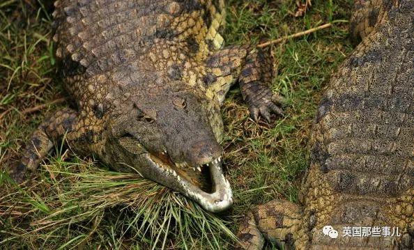 鳄鱼为什么会吃人，鳄鱼到底会不会吃人（残暴巨鳄吞噬83人后终于被抓）