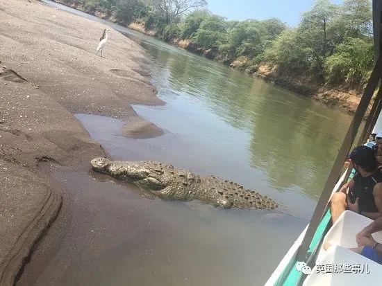 鳄鱼为什么会吃人，鳄鱼到底会不会吃人（残暴巨鳄吞噬83人后终于被抓）
