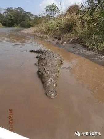 鳄鱼为什么会吃人，鳄鱼到底会不会吃人（残暴巨鳄吞噬83人后终于被抓）